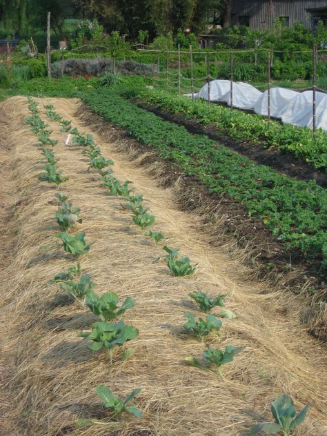 Spring bed of cabbages planted into rolled hay mulch. Credit Kathryn Simmons Hay Garden, Hay Bale Gardening, Rustic Garden Design, Garden Mulch, Dream Garden Backyards, River Rock Garden, Front Lawn Landscaping, Backyard Covered Patios, Spice Garden