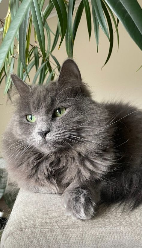 Nebelung Cat, Nebelung, Cat Lounge, Grey Kitten, Cute Animal Memes, Cute Black Cats, Cat Aesthetic, Cute Cats And Dogs