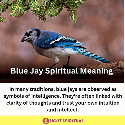 Blue jay Spiritual Meaning.. Please do follow our page 👉@lightspiritual6 For more latest post.. #sprituality#bluejay#divine#spritual Bluejay Meaning, Blue Jay Meaning Spiritual, Bluejay Spiritual Meaning, Blue Jay Meaning, Spiritual Animals, Charm Casting, Witchy Business, Spiritual Animal, Promised Land