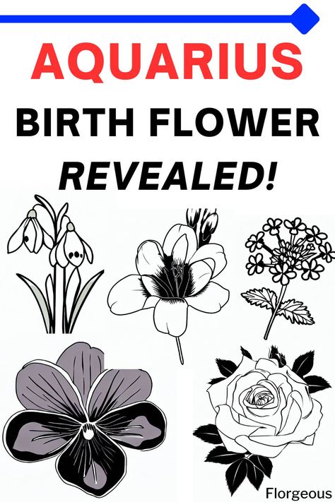 Aquarius Birth Flower Aquarius Birth Flower Tattoo, Aquarius Symbol Art, Aquarius Flower Tattoo, Aquarius Birth Flower, Aquarius Power, Aquarius Flower, February Aquarius, Aquarius Symbol, February Birth Flowers