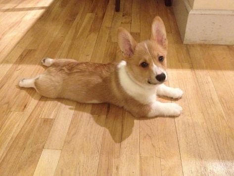 Corgi Sploot, Corgi Dog Breed, Corgi Drawing, Funny Pix, Best Puppies, Cute Corgi, Corgi Dog, Bucky Barnes, Dog Love