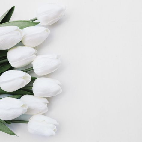 Beautiful flowers on white background with space on the right Photo | Free Download White Tulip Bouquet, Flowers White Background, Pink And White Background, Background Flower, Cherry Blossom Background, Tulip Bouquet, 카드 디자인, Frame Wedding, Rose Frame