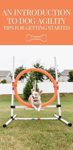 Dog Agility Diy, Dog Agility Course Diy, Dog Agility Training, Dog Agility Course, Dog Training School, Agility Training For Dogs, Dog Behavior Training, Dog Sports, Fast Life