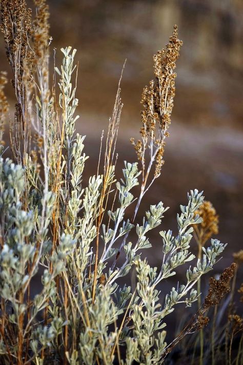 Sagebrush Aesthetic, Sagebrush Tattoo, Southwest Plants, Artemisia Tridentata, Painting Snowman, Earthy Tattoos, Los Padres National Forest, Fleet Foxes, Sage Plant