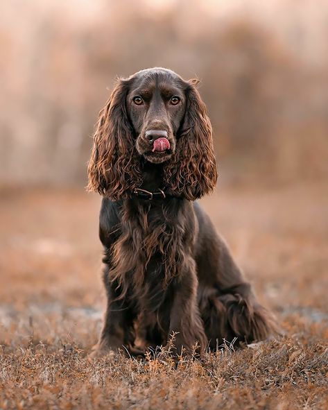 Field Spaniel, Equine Photographer, Spaniel Dog, Nailed It, Cinnamon Buns, Cute Cats And Dogs, Bits And Bobs, Dog Breed, Spaniel