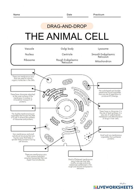 Animal Cell Worksheet, Cell Worksheets, Cell Parts And Functions, Cell Diagram, Science Cells, Cells Worksheet, Cell Parts, Plant Cells, Plant And Animal Cells