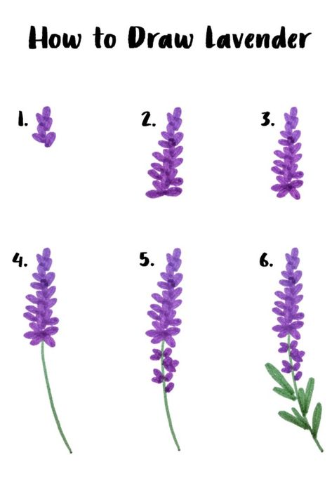 Easy six step lavender drawing | drawings inspirational | cool art | cool drawings | doodle drawings | what to draw | drawing tutorials | drawings beautiful | artsy drawings | how to draw stuff | nature drawings | pretty things to draw | how to draw flowers Lavender Sketch Drawings, Flowers Drawing Easy Step By Step, Easy Flower Sketches Step By Step, Easy Plant Sketches, How To Paint Wildflowers Easy, Drawing Plants Easy, Draw Lavender Step By Step, Plant Drawing Step By Step, Water Plants Drawing