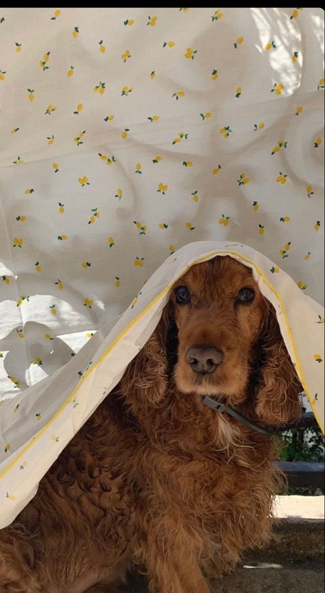 Cottagecore Dog, Spaniel Puppies, Dog Houses, Mellow Yellow, Cocker Spaniel, Cat Photo, Beautiful Creatures, Spaniel, Dog Mom