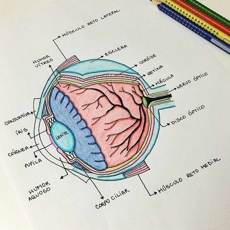 خريطة ذهنية, Eye Anatomy, Medicine Notes, Medicine Studies, Nurse Study Notes, Medical Student Study, Biology Lessons, Medicine Student, Medical School Motivation