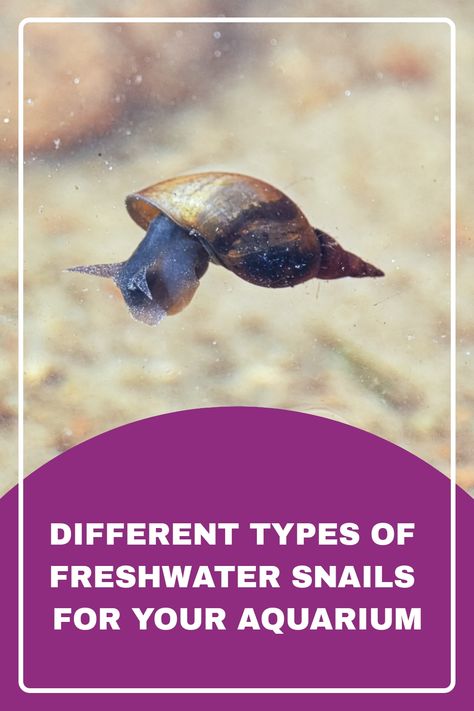 Freshwater snails can grow as big as 2 inches in diameter. However, the maximum growth of snails depends on their type. Find out the different types of freshwater snails and their sizes. #aquariumsnail #aquariumpet Freshwater Snails, Aquarium Pets, Aquarium Snails, Snails Recipe, Snail Tank, Apple Snail, Pond Snails, Aquatic Creatures, Snails In Garden