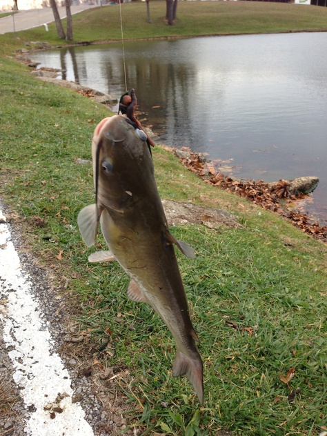 Catfish Big Catfish, Striped Bass, Boy Tattoos, Least Favorite, Gone Fishing, Fishing Reels, Catfish, Sea Creatures, Outdoor Recreation