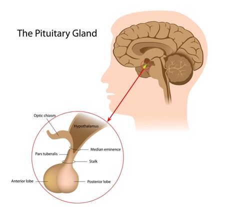 Eye Facts, Pituitary Gland, Reverse Aging, Shocking Facts, Qi Gong, Cortisol Levels, Endocrine System, Growth Hormone, Medical Illustration