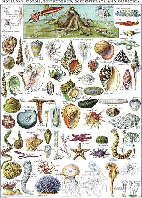 Biology Posters, Biology Animals, Marine Poster, Scientific Art, Reference Chart, Hodge Podge, Scientific Illustration, Dorm Ideas, Botanical Illustrations