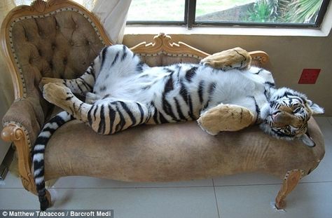 13 Reminders That Big Cats Are Basically House Cats #12. They will sprawl out anywhere to sleep, dignity be damned. Pet People, Tiger Pictures, Pet Tiger, Bengal Tiger, Weird Animals, Beautiful Cats, Cat House, Facebook Cover, Big Cats