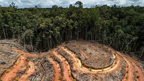 Decrease deforestation in Indonesia Keystone Species, Oil Industry, Forest Fire, Palm Oil, Pollution, Agriculture, Around The Worlds, Trees, Indonesia