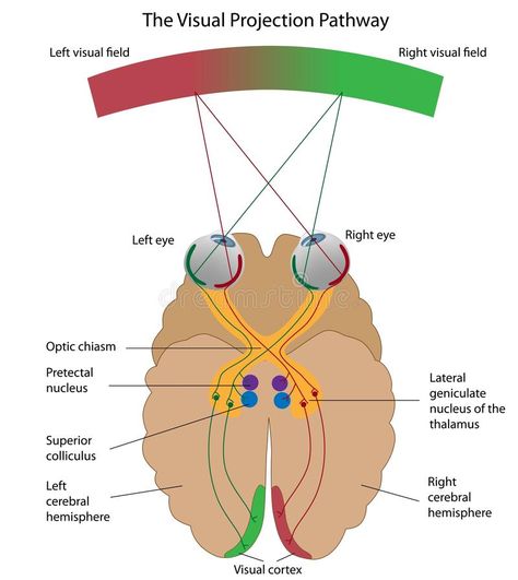 The visual projection pathway. Diagram explaining how visual signals are receive , #sponsored, #pathway, #Diagram, #visual, #projection, #explaining #ad Optometry Education, Body Reflexology, Cognitive Neuroscience, Brain Nerves, Occipital Lobe, Eye Anatomy, Medicine Notes, Basic Anatomy And Physiology, Optic Nerve