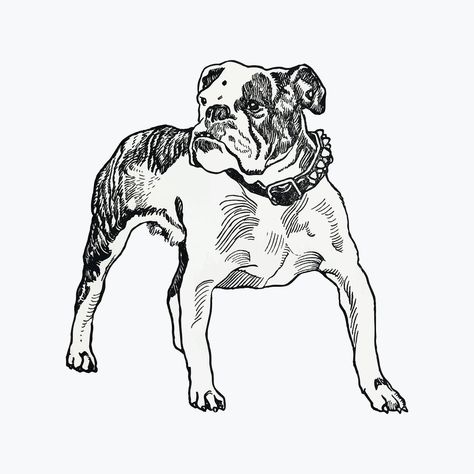 Vintage Bulldog illustration vector, remixed from artworks by Moriz Jung | premium image by rawpixel.com / Gade Bulldog Vector, Bulldog Illustration, Illustration Vector, Free Illustrations, Antique Art, Public Domain, Vintage Art, Bulldog, Cool Designs