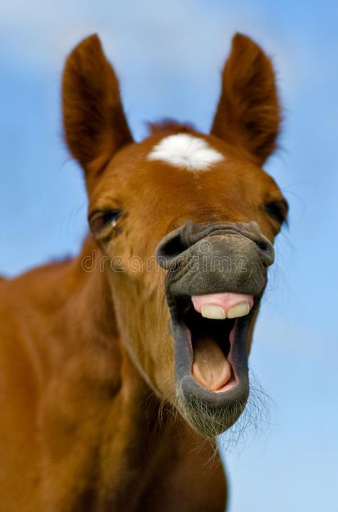 Horse Teeth, Horse Mouth, Laughing Horse, Western College, Horse Face, Dental Surgery, Horse Health, Teeth Care, Very Funny