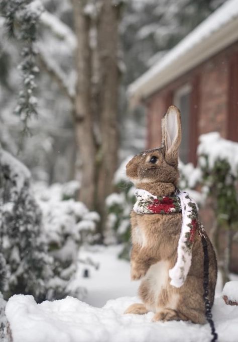 Animals At Christmas, Christmas Rabbit, Rabbit Christmas, Winter Animal Aesthetic, Winter Bunny Aesthetic, Snow Bunny Aesthetic, Bunny In Snow, Animals In Snow Aesthetic, Cutest Bunny Ever