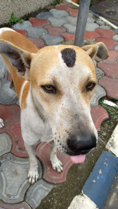 Indian Street Dog with sectarian mark Street Dog Snap, Street Dogs Aesthetic, Indian Street Dog, Cute Marshmallows, Pet Funny, Funny Dog Photos, Funny Relationship Quotes, Indian Street, Anime Toon