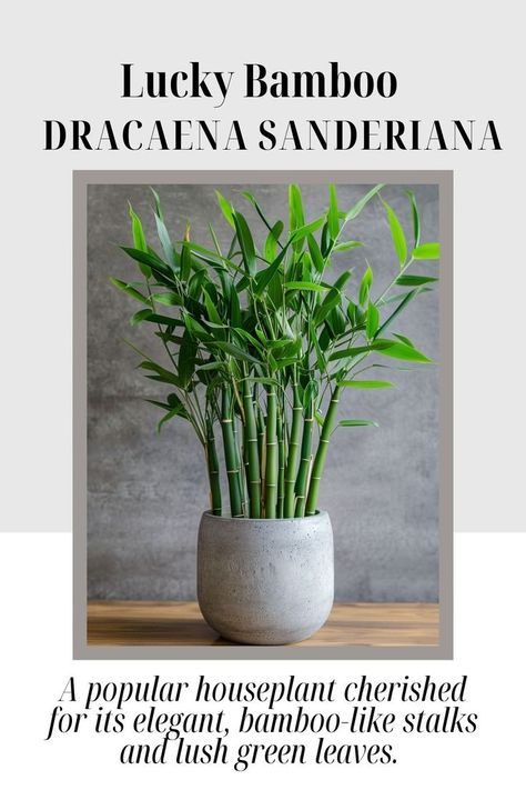 "Lucky Bamboo (Dracaena sanderiana) is a popular houseplant cherished for its elegant, bamboo-like stalks and lush green leaves. 🎍🌿 Believed to bring good fortune and positive energy, Lucky Bamboo is easy to care for and thrives in low to medium light. It can be grown in water or soil, making it a versatile addition to any indoor space. Perfect for home or office.🍃🏡 #LuckyBamboo #IndoorPlants #GoodFortune #EasyCare" Bamboo Plant Indoor, Dracaena Sanderiana, Plant Indoor, Bamboo Plant, Lucky Bamboo, Bamboo Plants, Good Fortune, Lush Green, In Water