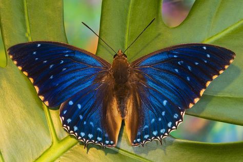 Tropical Charaxes Butterfly photographed by:  Darrell Gulin Charaxes Butterfly, Caterpillar Insect, Moth Caterpillar, Flying Flowers, Butterfly Photos, Flying Insects, Beautiful Bugs, Butterfly Pictures, Butterfly Fairy