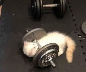 A Gym, A Cat, Gym, Funny, White