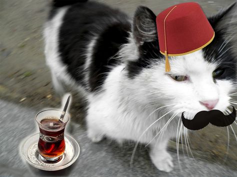 WEEK 1 | Which statement is true? - Turkish men wear fez. - All Turkish men have moustaches. - Turkish people drink a lot of tea. Bonus: In Turkey cats are everywhere in the streets... Turkish Cat, Cat Mem, Men With Cats, Turkey Flag, Car Cat, Inner Thoughts, Turkish Tea, Turkish Men, Travel Plan