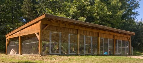 Multiple Dog Kennel Outside Dog Kennel Ideas, Dog Kennel Ideas Outdoor, Outside Dog Kennel, Dog Kennel Ideas, Kennel Ideas Outdoor, Building A Dog Kennel, Dogs House, Dog Boarding Kennels, Dog Kennel Designs