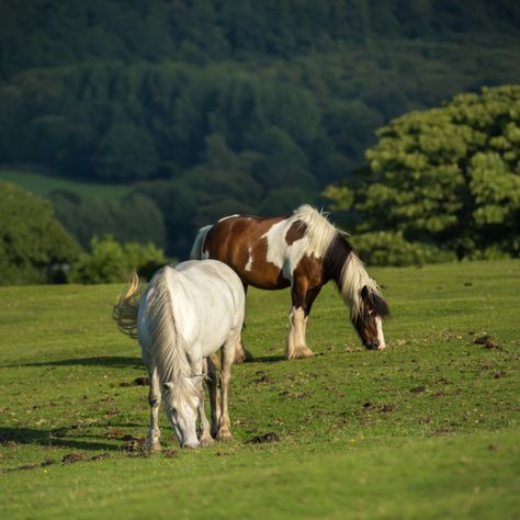 Horses Photos, Horse Grazing, Horses Grazing, Painting References, Arts Award, Nature Wildlife, Horse Photos, Moving Image, Wildlife Animals