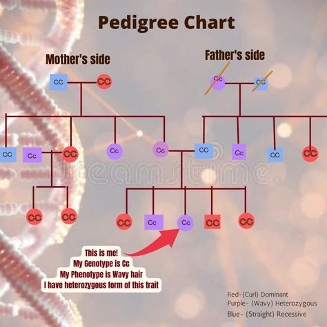 Pedigree Chart, Red Curls, Wavy Hair, Biology, Map, Purple