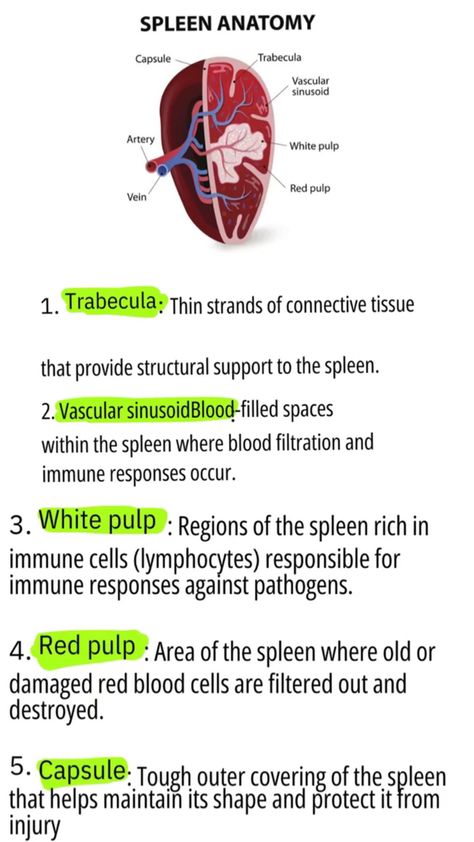 Unveiling the Spleen: Your Body's Unsung Hero. Discover its intricate structures-trabeculae, vascular sinusoids, white pulp, red pulp, and protective capsule. This silent guardian tirelessly defends your health Spleen Anatomy, Nursing School Essential, Med School Motivation, Old Blood, Red Blood Cells, Medical Knowledge, Lower Blood Sugar, Homeschool Science, Immune Response