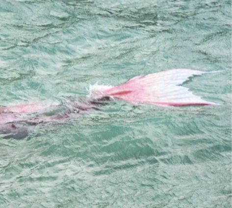 Mermaid Asthetics, Mermaid Aesthetic Pink, Mermaid Athestic, Pink Mermaid Aesthetic, Mermaid Tail Aesthetic, Pink Mermaid Tail Aesthetic, Dreamy Mermaid Aesthetic, Pink Mermaid Tail, Fin Fun Mermaid Tails