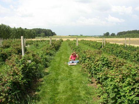 Raspberry Field- Rockford, MI Raspberry Field, Raspberry Picking, Raspberry Patch, Berry Picking, Strawberry Fields, Wild Berry, Art Class, Garden Inspiration, Raspberry