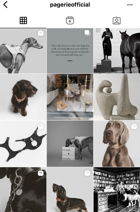 Pet Shop Instagram Feed, Dog Instagram Feed, Leash Aesthetic, Dog Social Media, Dog Walking Outfit, Dog Marketing, Pet Branding, Shampoo Design, Instagram Feed Layout