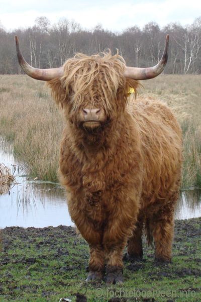 Highland Coo, Scottish Cow, Highland Cow Art, Scottish Highland Cow, Fluffy Cows, Cow Pictures, Highland Cows, Highland Cattle