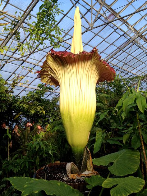 titan arum - Google Search Rafflesia Arnoldii, Rotting Flesh, Amorphophallus Titanum, Titan Arum, Corpse Flower, Denver Botanic Gardens, Weird Plants, Unusual Plants, Giant Flowers