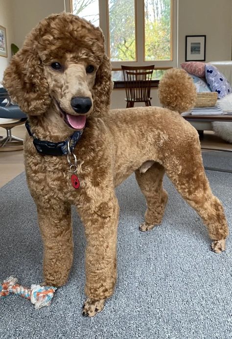 Short Hair Poodle, Male Standard Poodle Haircut Styles, Moyen Poodle Haircut Styles, Toy Poodle Grooming Styles, Puppy Poodle Haircut, Standard Poodle Puppy Haircut, Standard Poodle Haircut Styles Short, Male Poodle Haircut Styles, Short Poodle Cuts