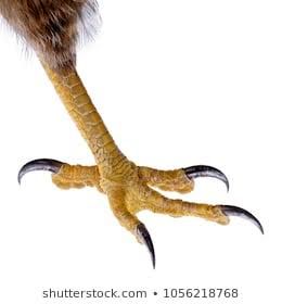 Daan.gi - talon Talons Bird, Bird Talons, Eagle Talon, Scary Photos, Art Help, Genoa, Bird Drawings, Bird Photo, Creature Design