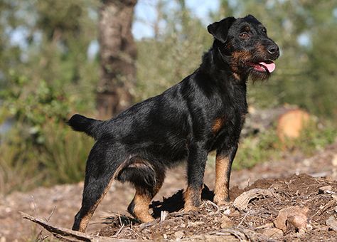 Jagdterrier, Deutscher, German Hunt Terrier, Irish Black and Tan Jack Russell Terrier, Aislinge bray terriers Black And Tan Terrier, Jaw Muscles, Puppies Pictures, Fit Dogs, Dog Breeding, Disabled Dog, Working Dog, Farm Dogs, Group 3