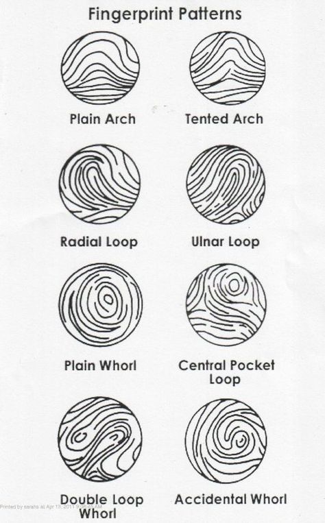 Fingerprint Pattern Facts | The different types of patterns in fingerprinting.: Types Of Fingerprints, Science Classroom Decor, Cub Scouts Bear, Bear Scouts, Science Computer, Engineering Books, Science Classroom Decorations, Forensic Anthropology, Forensic Scientist