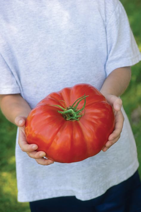 We couldn't resist this "world beater" of a tomato. It's a whopper. We weren't sure whether it might even be a bit too big (we're talking a kg or so here) but we think there are enough of you out there who will want to rise to the challenge! Of course we know that size isn't everything, it is delicious and juicy as well as large. Eggplant Plant, Gooseberry Plant, Cauliflower Plant, Chives Plant, Cilantro Plant, Broccoli Plant, Cabbage Plant, Big Tomato, Blueberry Plant