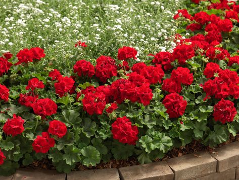 Geranium Plant, Hgtv Garden, Seaside Garden, Red Geraniums, Community Gardening, Flowers Perennials, Edible Garden, Horticulture, Geraniums