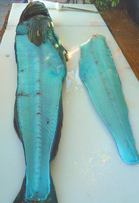 THE MEAT OF THE LINGCOD NATURALLY HAS A BLUE GREENISH MEAT #bluefish #bizarrefood #fish Bizarre Foods, 130 Pounds, Favorite Cookbooks, Cod Fish, Rare Species, Blue Food, Types Of Fish, Azure Blue, Tie Dye Skirt