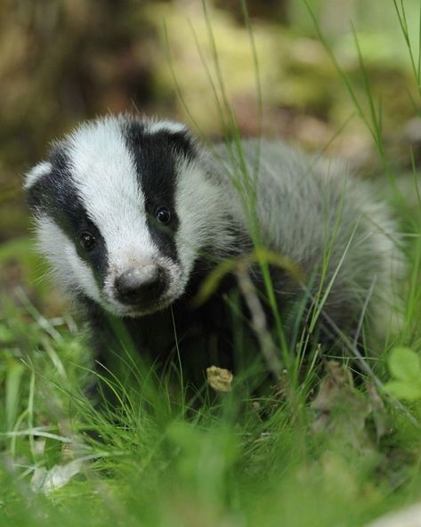 European Badger, Baby Badger, Kingdom Animalia, Spirit Animals, Animal Species, Hedgehogs, Pretty Cats, Panda Bear, Spirit Animal