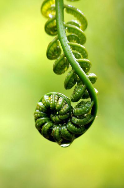 Fern Unfurling, Unfurling Fern, Hawaiian Fern, Fern Illustration, Spirals In Nature, Fern Frond, Kauai Hawaii, Green Nature, Nature Backgrounds