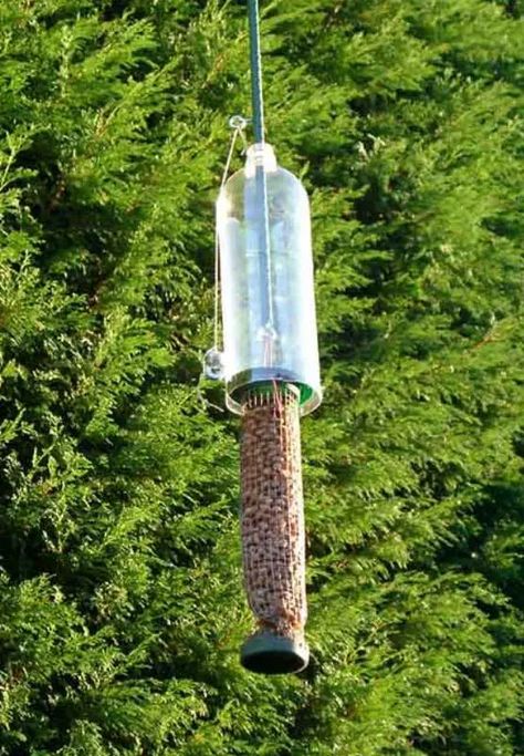 10 Brilliant DIY Squirrel-Proof Bird Feeder Ideas - Garden Lovers Club Squirrel Proof Bird Feeder Diy, Squirrel Baffle Diy, Bird Feeder Baffle, Squirrel Repellant, Squirrel Feeder Diy, Squirrel Baffle, Squirrel Proof Bird Feeders, Garden Problems, Easy Bird