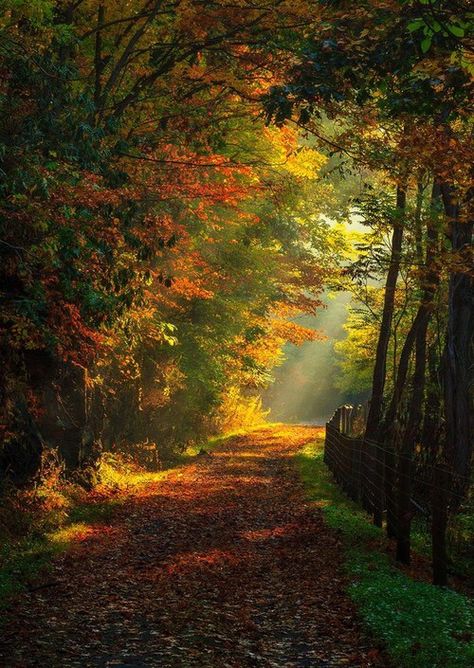 Ꮧ մ ƭ մ m n Cer Nocturn, Autumn Scenes, Dirt Road, Autumn Scenery, Nature Gif, Alam Yang Indah, Nature Scenes, Amazing Nature, Nature Pictures