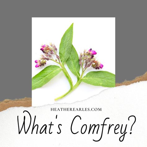 Comfrey Leaf Benefits, Benefits Of Comfrey, Comphrey Uses, Comfrey Root Benefits, Comfrey Plant Benefits Of, Comfrey Oil Benefits, Comfrey Recipes, Comfrey Salve Benefits, Comfrey Benefits