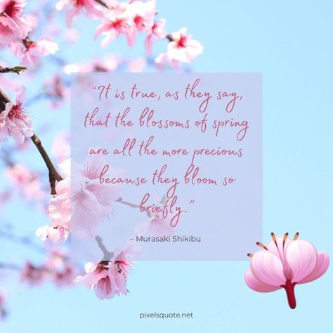 Cherry Blossom Quotes with Beautiful Images Cherry Blossom Quotes, Aesthetic Cherry Blossom, Blossom Quotes, Beautiful Flower Quotes, Sunflower Quotes, Cherry Blossom Petals, Spring Quotes, Flower Symbol, White Cherry Blossom